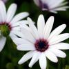 bright_flower